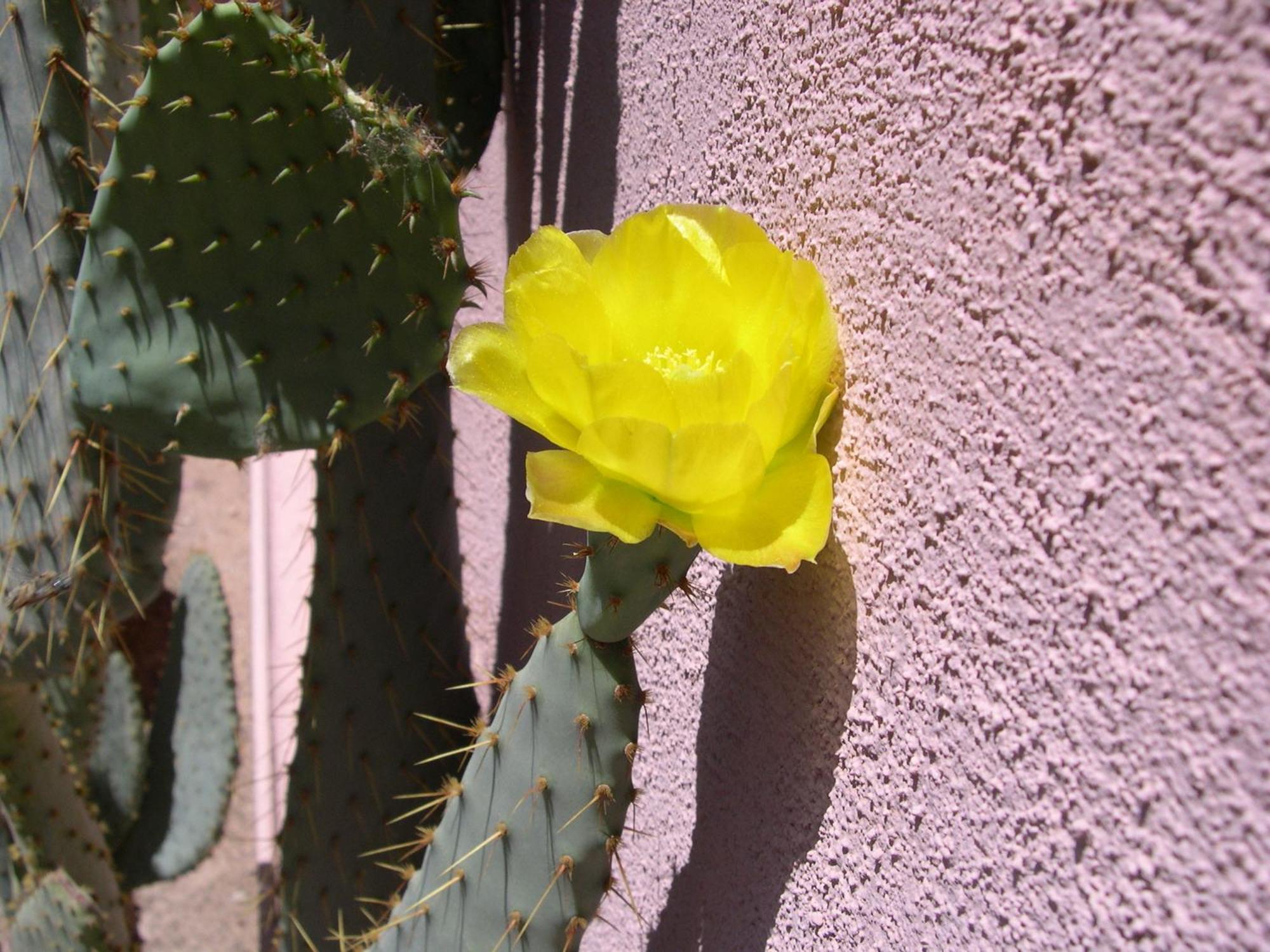 Adobe Rose Inn Tucson Exterior photo