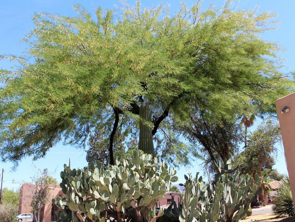 Adobe Rose Inn Tucson Exterior photo